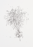 Aus der Serie „Feuerwerken“, 2018

Kohlezeichnung auf Papier, 30 x 21 cm, gerahmt
rückseitig signiert und datiert

AUSRUFPREIS: 400.-
