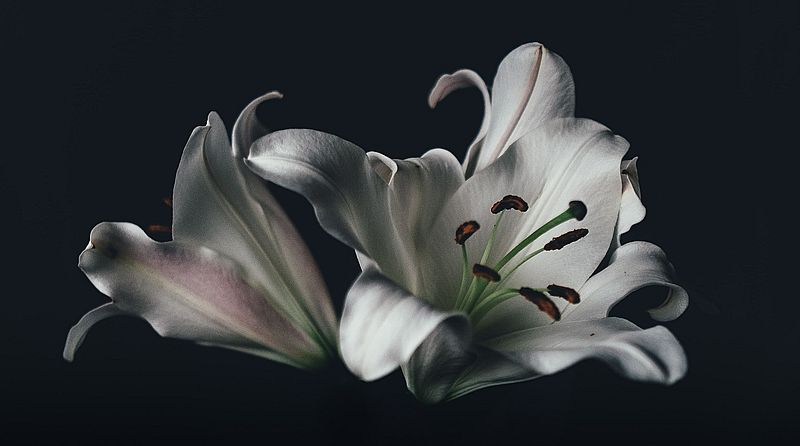 Foto: Annie Spratt, unsplash