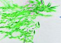 074_Pflanze (Mit Geschirrtuch)
2013, Acryl, Tusche und Buntstift auf Papier
100 x 70 cm gerahmt
Auflage: Original
Ausrufpreis: 1000,-