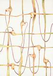 Biom (Pairing), 2020

Aquarell, Pigment, Buntstift auf Papier, 100 x 70 cm
rückseitig signiert, datiert und beschriftet 

AUSRUFPREIS: 1900.-
